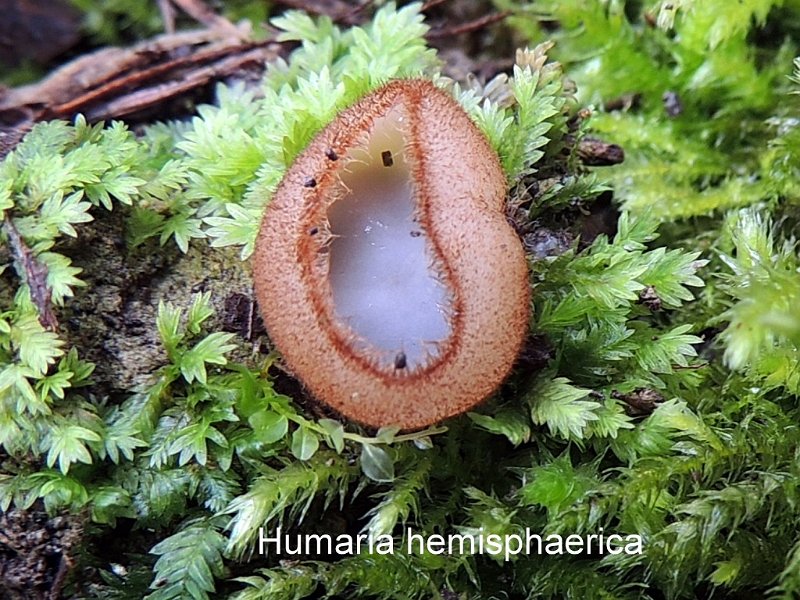 Humaria hemisphaerica-amf1414.jpg - Humaria hemisphaerica ; Syn1: Peziza hemisphaerica ; Syn2: Sepultaria hemisphaerica ; Nom français: Pézize hémisphérique